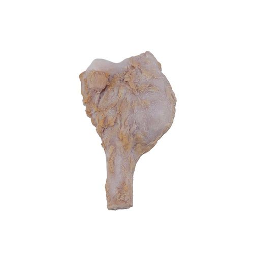 Anatomisches Modell / Knochen - PY-002 - MeiWo Science - für die Gesundheitserziehung / für die Ausbildung / Silikon