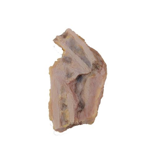 Anatomisches Modell / Knochen - PY-001 - MeiWo Science - für die Gesundheitserziehung / für die Ausbildung / Silikon