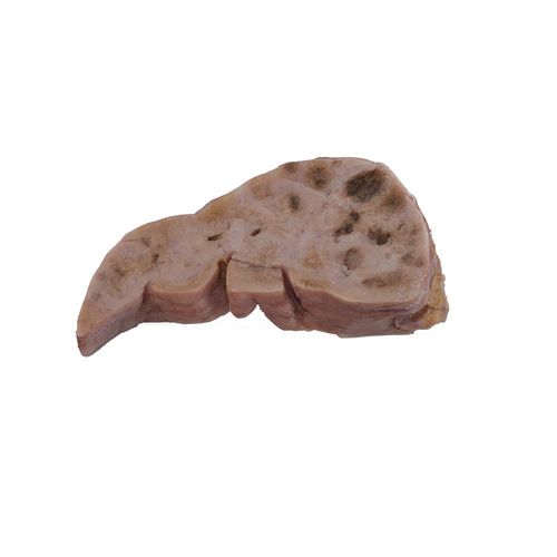 Anatomisches Modell / Leber - PX-005 - MeiWo Science - für die Gesundheitserziehung / für die Ausbildung / Silikon