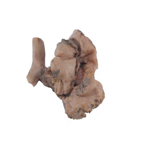 Anatomisches Lungenmodell - PH-001 - MeiWo Science - für die Gesundheitserziehung / für die Ausbildung / Silikon