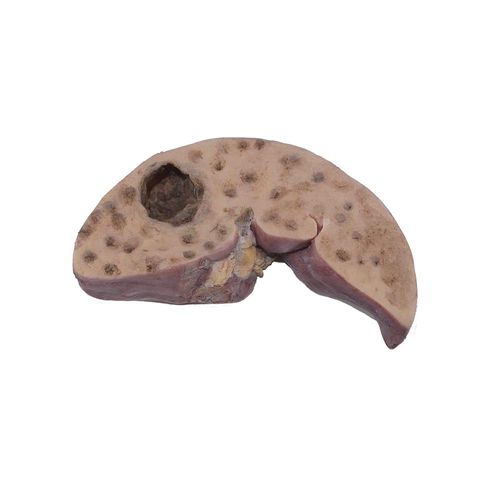 Anatomisches Modell / Leber - PX-002 - MeiWo Science - für die Gesundheitserziehung / für die Ausbildung / Silikon