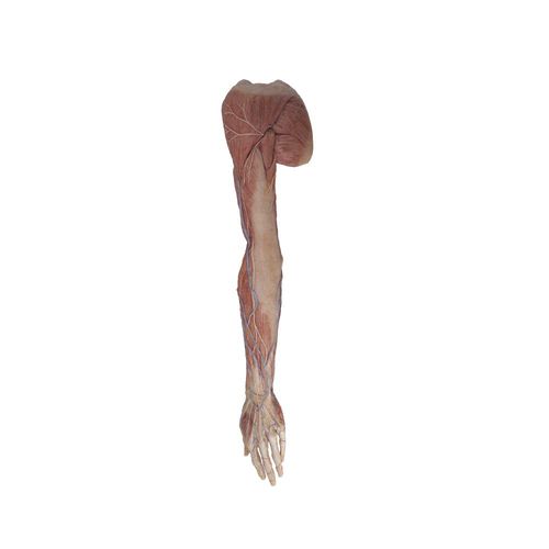 Anatomisches Modell / obere Extremitäten - RJ-005 - MeiWo Science - für die Ausbildung / Silikon / mit Muskulatur