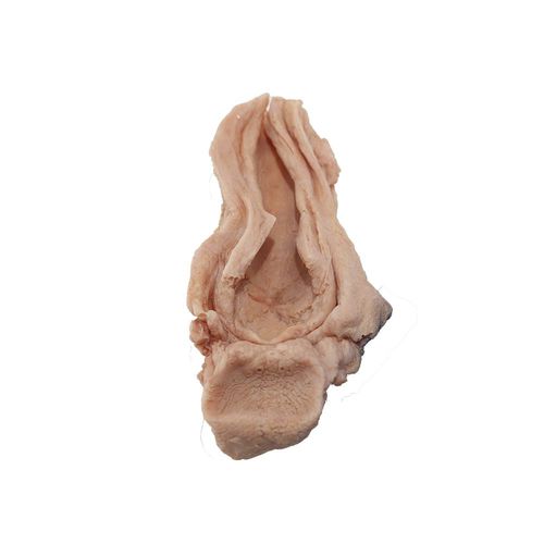 Anatomisches Modell / Speiseröhre - PX-010 - MeiWo Science - für die Ausbildung / für Krebserkrankungen / Silikon
