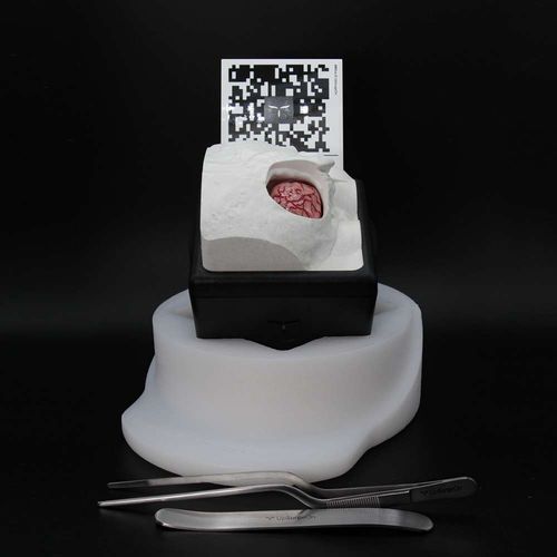 Trainingssimulator - RetrosigmoidBox - UpSurgeOn - chirurgisch / für Neurochirurgie / Anatomie