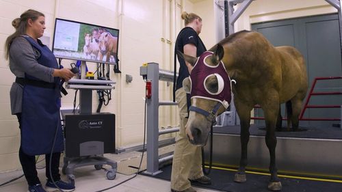 Veterinär-CT-Scanner / für Pferde - EQUINA® - Asto CT