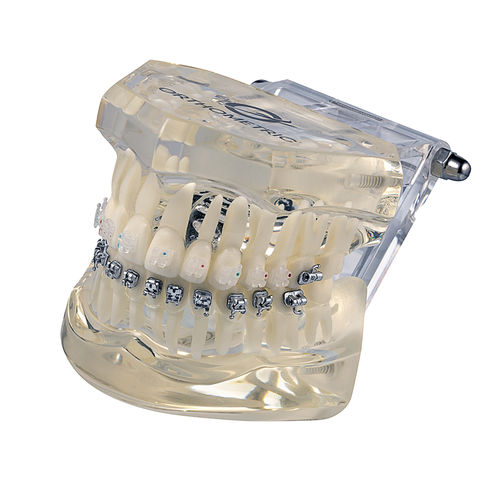 Anatomisches Modell / Dental - Orthometric Industria e Comercio de Produtos Medicos e Odontologicos Ltda. - für Kieferorthopädie / für Vorführzwecke / weiß