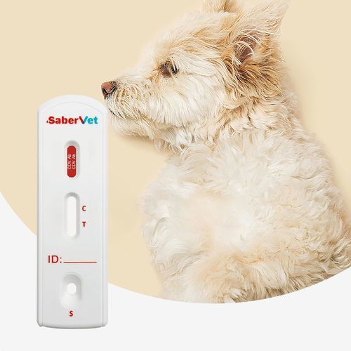 Schnelltest für Staupe - SaberVet CDV Ab - Hangzhou Antigenne Technology Co. Ltd - für Veterinärmedizin / für Hunde / für Antikörper