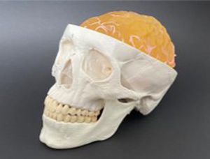 Anatomisches Schädelmodell - AM20BM  - Samed - Schädel / Gehirn / für Neurochirurgie