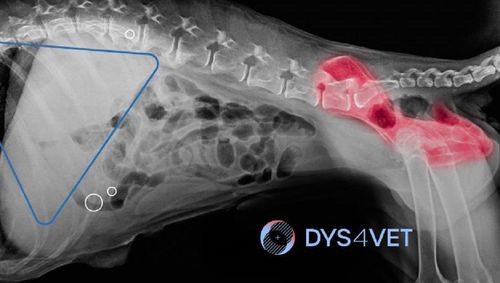 Software für Veterinärmedizin - DYS4VET 25 - Blue Surgical Instruments - Hüfte / KI-gestützt