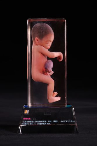 Anatomisches Modell / Körper - Shandong Digihuman Technology CO., Inc.