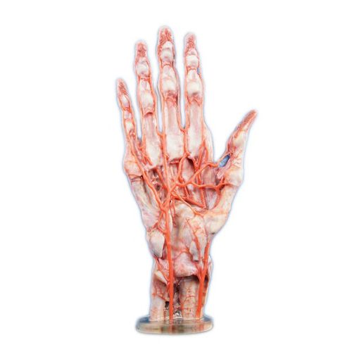 Anatomisches Modell / Hand - Shandong Digihuman Technology CO., Inc.