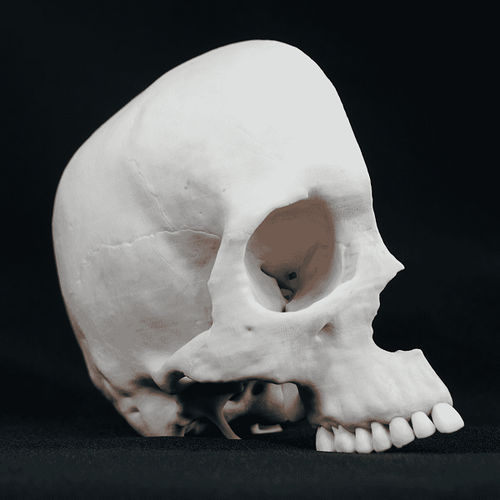 Anatomisches Schädelmodell - Shandong Digihuman Technology CO., Inc. - für die Ausbildung / weiß