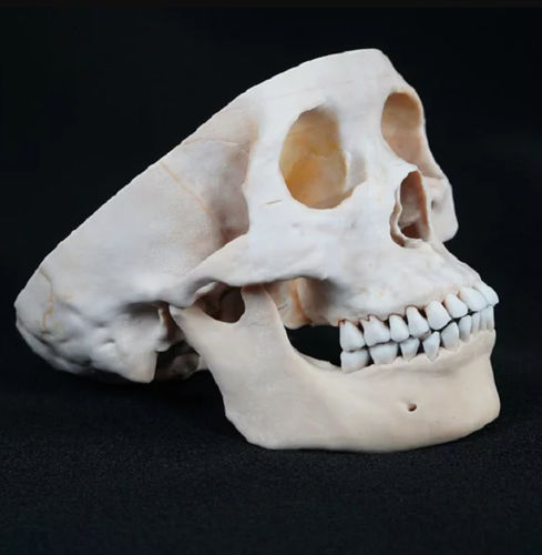 Anatomisches Schädelmodell - Shandong Digihuman Technology CO., Inc. - für die Ausbildung / Harz / weiß