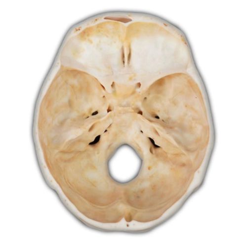 Anatomisches Schädelmodell - Shandong Digihuman Technology CO., Inc. - für die Ausbildung / Harz / mit Nerven