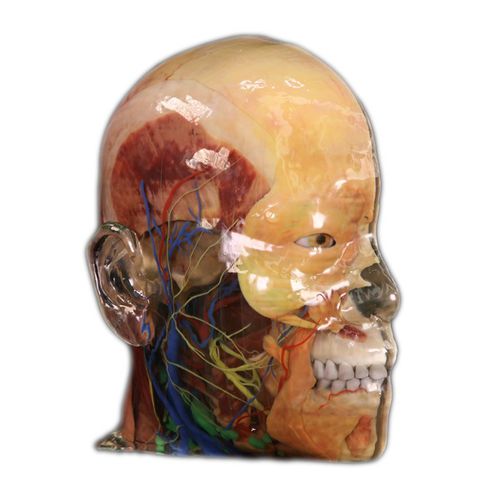 Anatomisches Modell / Kopf - Shandong Digihuman Technology CO., Inc. - für die Ausbildung / Harz / mit Blutgefäßen
