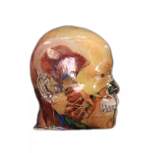 Anatomisches Modell / Gesicht - Shandong Digihuman Technology CO., Inc. - für die Ausbildung / Harz / mit Blutgefäßen