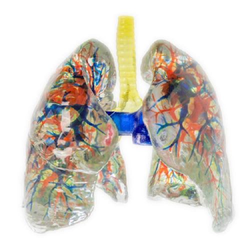 Anatomisches Lungenmodell - Shandong Digihuman Technology CO., Inc. - Bronchie / Lungenarterie / Lungenvene