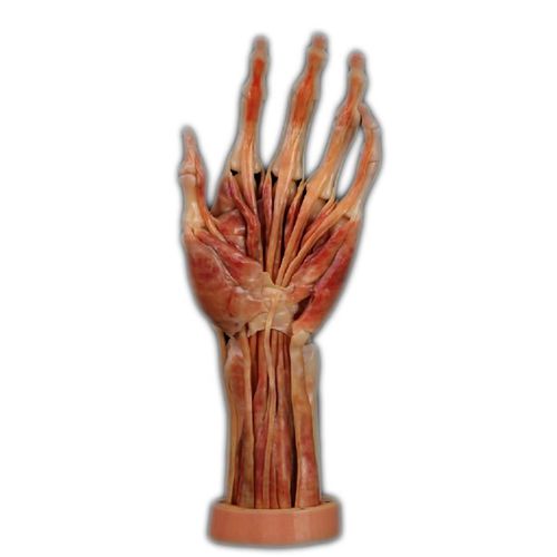 Anatomisches Modell / Hand - Shandong Digihuman Technology CO., Inc. - für die Ausbildung / Harz / mit Muskulatur