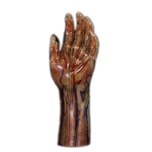 Anatomisches Modell / Hand - Shandong Digihuman Technology CO., Inc.