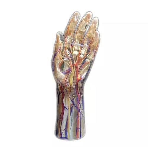 Anatomisches Modell / Hand - Shandong Digihuman Technology CO., Inc.