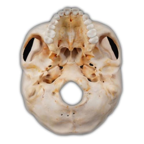 Anatomisches Schädelmodell - Shandong Digihuman Technology CO., Inc. - Schläfen / für die Ausbildung / Harz