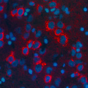 Reagenz für Beta-Lipotropin - RA21003 - Neuromics - IgG / für wissenschaftliche Forschung / Immunohistochimie