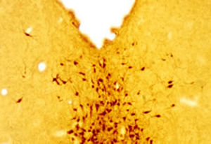 Reagenz für Serotonin - GT20079 - Neuromics - IgG / für Western Blot / Immunohistochimie