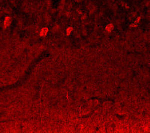 IgG-Reagenz - RA19070 - Neuromics - für wissenschaftliche Forschung / für Western Blot / Immunohistochimie
