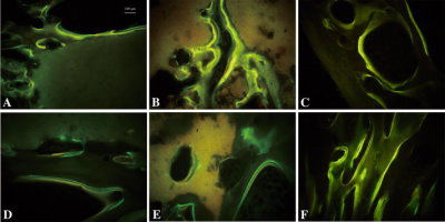 Wachstumsfaktor Reagenz - PR27023 - Neuromics - für wissenschaftliche Forschung / gefriergetrocknet / BMP-2