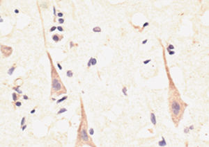 IgG-Reagenz - RA18003 - Neuromics - für wissenschaftliche Forschung / für Western Blot / Immunohistochimie