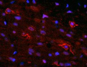 IgG-Reagenz - RA14133 - Neuromics - für wissenschaftliche Forschung / Immunohistochimie / für Immunofluoreszenz