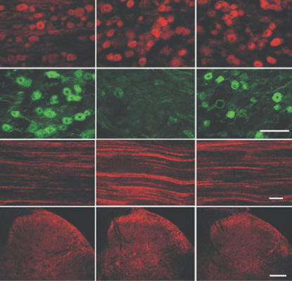 IgG-Reagenz - GP10110 - Neuromics - für wissenschaftliche Forschung / Immunohistochimie / flüssig