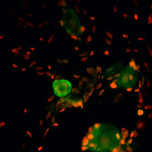 IgG-Reagenz - RA14135 - Neuromics - für wissenschaftliche Forschung / Immunohistochimie / flüssig