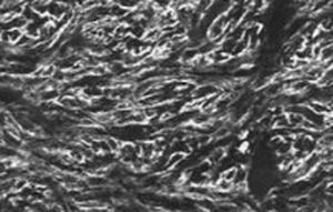 IgG-Reagenz - RA10107 - Neuromics - Immunohistochimie / für Immunzytochemie / flüssig
