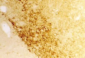 IgG-Reagenz - RA20072 - Neuromics - für wissenschaftliche Forschung / Immunohistochimie / gefriergetrocknet