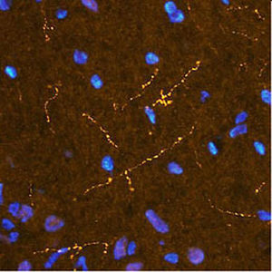 IgG-Reagenz - RA21026 - Neuromics - Immunohistochimie / für Immunofluoreszenz / für Immunzytochemie