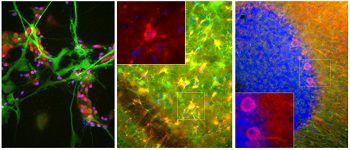 IgG-Reagenz - MO22135 - Neuromics - für wissenschaftliche Forschung / für Western Blot / für Immunofluoreszenz