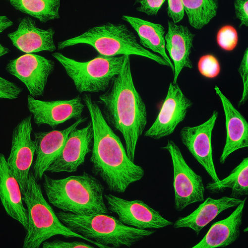 IgG-Reagenz - MO22180 - Neuromics - für wissenschaftliche Forschung / für Western Blot / Immunohistochimie