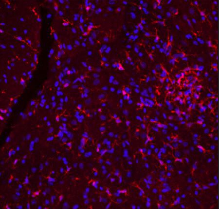 Antikörper - CH22134 - Neuromics - für wissenschaftliche Forschung / für Western Blot / Immunohistochimie