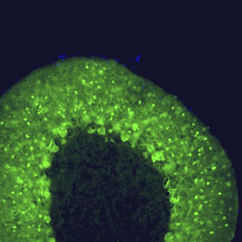 IgG-Reagenz - MO22149 - Neuromics - für wissenschaftliche Forschung / für Western Blot / Immunohistochimie