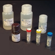 Testkit für Forschungszwecke - LS-K297 - LifeSpan BioSciences - für Medikamentenforschung / AST / NAD