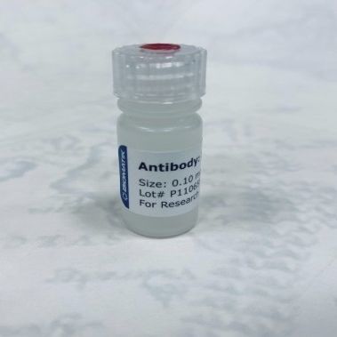 Polyklonale Antikörper - CAU21001 - Biomatik - für Forschungszwecke / flüssig / tierische Herkunft