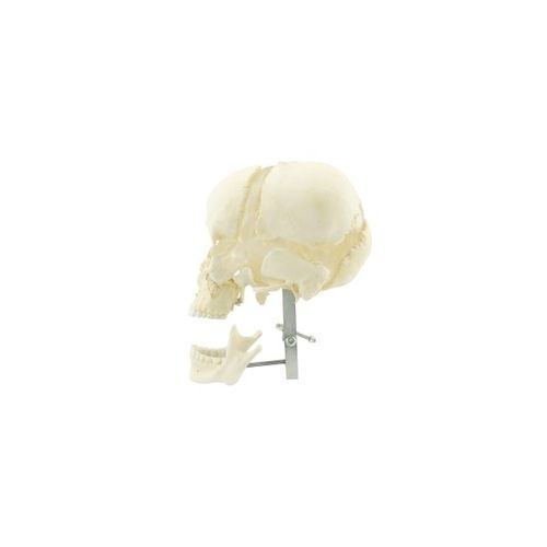 Anatomisches Modell / Schädel - KPS 07 - SIM-MOD - für die Ausbildung / Kunststoff / weiß