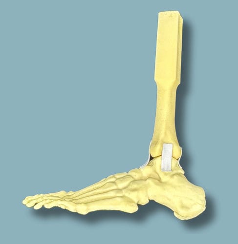 Anatomisches Modell / Fuß - 02-15-02 - ADDIDREAM - Knöchel / für orthopädische Chirurgie / Ausbildung