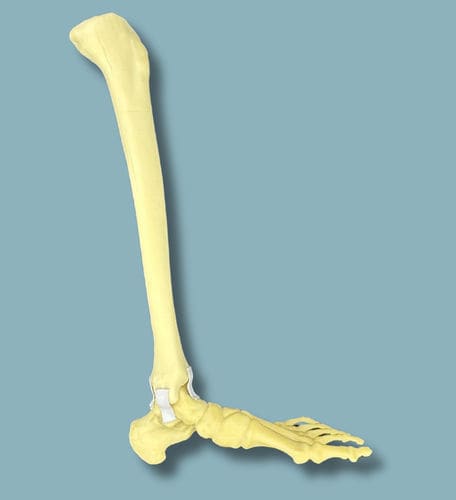 Anatomisches Modell / Fuß - 02-17-02 - ADDIDREAM - Knöchel / für orthopädische Chirurgie / Ausbildung