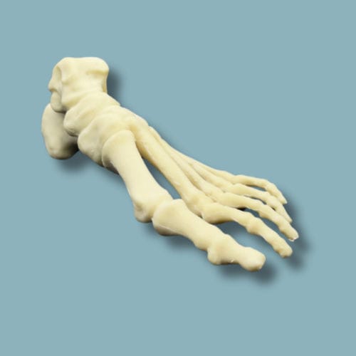 Anatomisches Modell / Fuß - 01-04-02 - ADDIDREAM - für orthopädische Chirurgie / Ausbildung / Schaumstoff