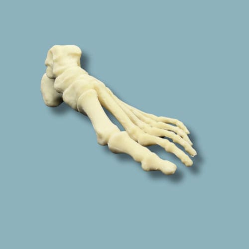Anatomisches Modell / Fuß - 01-20-02 - ADDIDREAM - für orthopädische Chirurgie / Ausbildung / Schaumstoff