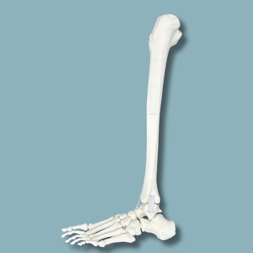 Anatomisches Modell / Fuß - 02-08-01 - ADDIDREAM - Knöchel / für orthopädische Chirurgie / Ausbildung