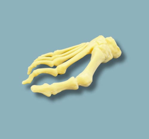 Anatomisches Modell / Fuß - 01-23-01 - ADDIDREAM - für orthopädische Chirurgie / Ausbildung / Schaumstoff