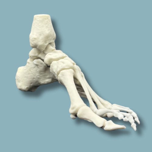 Anatomisches Modell / Fuß - 02-32-01 - ADDIDREAM - für orthopädische Chirurgie / Ausbildung / Kunststoff